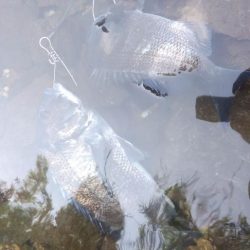 チヌ ルアーゲーム